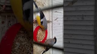 Yellow bullfinches [upl. by Yerffoej]