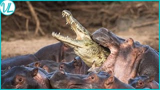 This Is Why Crocodiles Are Afraid Of Hippos  Hippo vs Crocodile [upl. by Scrivens]