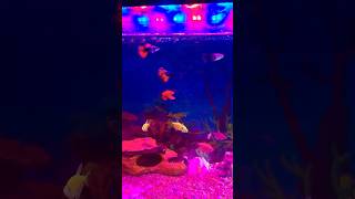 New Fishes🐟🐡fishingvideo aquariumfish fishtank 500subs 1000subscriber foryou shorts [upl. by Vanzant]