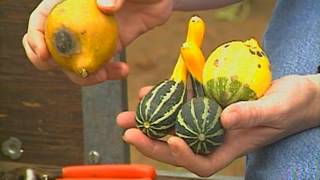 Ornamental Gourds [upl. by Nodnar445]