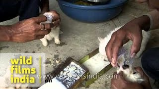 Tiny cute caged puppies being force fed prior to sale at animal fair in India [upl. by Pruter]