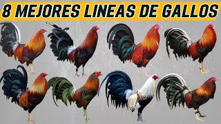 Las 8 mejores líneas de gallos de Exhibición [upl. by Secunda946]