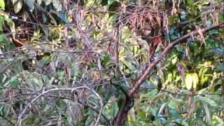 Brown thornbill followed by brown gerygone [upl. by Vivien]