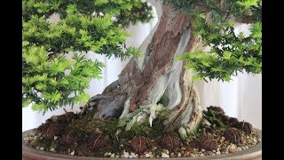 Taxus bonsai  Progression 20122019 by Nicola Kitora Crivelli [upl. by Anderer]