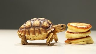 Tortoises Try Tiny Pancakes [upl. by Ordnassela]