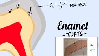 Enamel Tufts Structure of Enamel Oral histology [upl. by Giddings35]