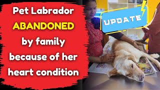 Pet Labrador abandoned by family because of her heart condition [upl. by Poyssick]