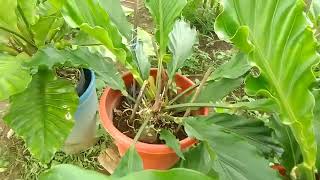 WAVE OF LOVE PLANT known as ANTHURIUM PLOWMANII [upl. by Behm]