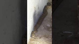 Venomous Indian Russell Viper Snake Rescue 😲 [upl. by Saxen]