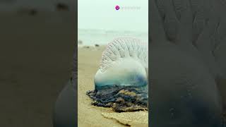 Beware the Portuguese Man o War [upl. by Ehlke]