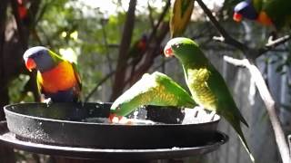 Rainbow Lorikeets and Scalybreasted Lorikeets feeding together [upl. by Ikcir]