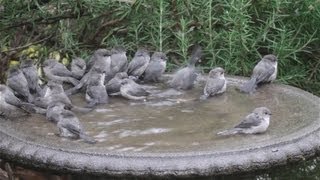 Bushtits flash mob the birdbath [upl. by Attenreb582]