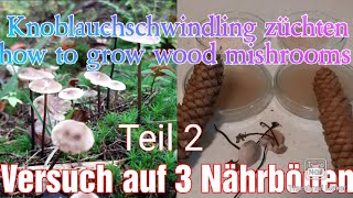 Waldpilze züchten Teil 2 Knoblauchschwindling [upl. by Doloritas]