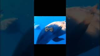 False Killer Whale Vs Leopard Seal [upl. by Eeraj]