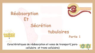 Réabsorption Et Sécrétion Tubulaires  Partie 1  Système Urinaire [upl. by Conn]