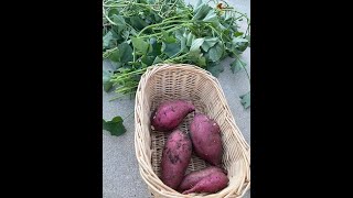 Grow Japanese Sweet potato [upl. by Nhoj44]