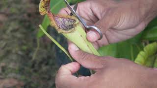 Olha o interior do estômago de uma Planta Carnívora Dissecando a Nepenthes Alata Giant x Truncata [upl. by Baal733]