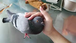 Pigeon Cooing Cuddling Sound [upl. by Annirok]