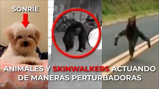 ANIMALES ACTUANDO EXTRAÑO SKINWALKERS Y NAHUALES 💀 [upl. by Treborsemaj561]