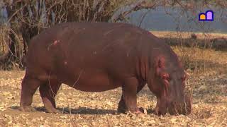 Zimbabwe  Mana Pools National Park [upl. by Riamu]