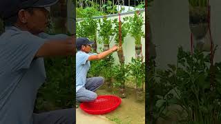 Double Your Celery Yield Easily Smart Solution From Plastic Bottle Hanging Gardens [upl. by Ahsei]