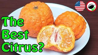 Gold Nugget Mandarin Citrus reticulata  Weird Fruit Explorer Ep 326 [upl. by Sieber399]