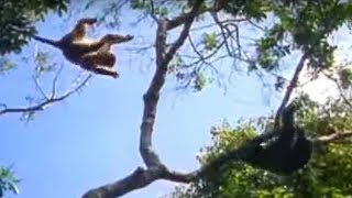 Ugandan Chimps Hunting  Life of Mammals  BBC Earth [upl. by Rooker]