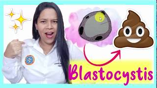 🌟💩 Blastocystis spp MORFOLOGÍA 👍 ¡Parasitología [upl. by Sanchez]