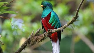 Hermoso Quetzal cantando  Ave Nacional de Guatemala [upl. by Edson621]