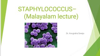 STAPHYLOCOCCUS LECTURE MICROBIOLOGY MALAYALAM  5 MARKS QUESTION PART 1 [upl. by Meisel]