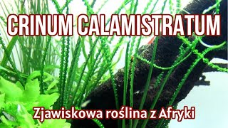 CRINUM CALAMISTRATUM  Krynia rzemieniolistna  Świetna Roślina do wysokiego AKWARIUM [upl. by Nywde]