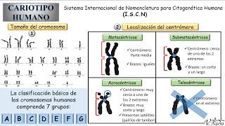 Cariotipo Humano 3 Clasificación de los cromosomas [upl. by Grace]