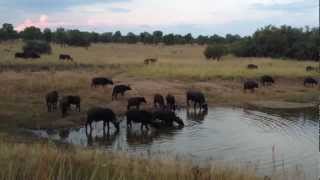 Massive Croc VS 1Ton Buffalo  EPIC FOOTAGE [upl. by Yentrac]