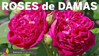 ROSIER DE DAMAS  SUPERBE BUISSON TRÈS DÉFENSIF AUX FLEURS GÉNÉREUSES DOTÉES D’UN PARFUM ENVOÛTANT [upl. by Rosabelle546]