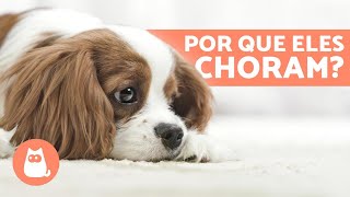 CACHORRO CHORANDO o que pode ser  6 CAUSAS [upl. by Rahab395]