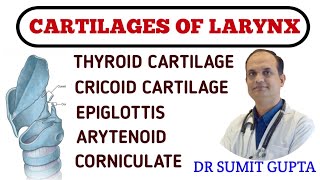 LARYNX CARTILAGES  ANATOMY  TYPES [upl. by Ahsimek714]