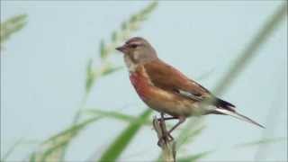 Kneu Common Linnet singing [upl. by Ahcropal]