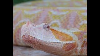 Albino West African Gaboon Vipers Bitis rhinoceros [upl. by Drida]