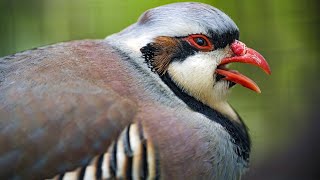 Female Chukar sounds  Chukar calling [upl. by Aicat]