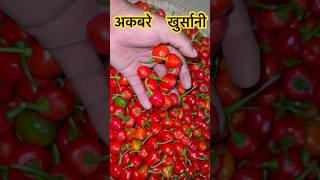 अकबरे खुर्सानी agriculture kisankopathsala youtubeshorts village [upl. by Leiuqeze988]