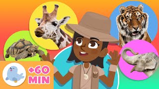 Los ANIMALES para niños 🦓🐯 Recopilación 🐬🐘 LEÓN PINGÜINO TORTUGA ABEJA JIRAFA [upl. by Ssalguod]