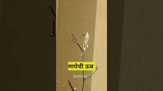 मायेची ऊब आणि निसर्ग पूजा🥰🕊️ shobalconystory rjshoshoshonali cagefreebirds silverbill birds [upl. by Elmajian648]