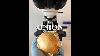 Onion Under the Microscope microscope 2024 shorts shortsvideo [upl. by Meesan727]