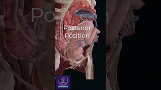 Baby Posterior Position in Mothers womb  Gynecology amp Obstetrics [upl. by Einahpad]