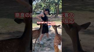 奈良の鹿に対する観光客の面白い反応  Nara Park deer 🦌 in japan fun funny [upl. by Romie]