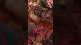 Bedding and scratching hamstersshow [upl. by Torhert929]