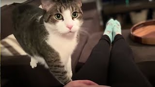 Sweet cat just realized its owner is pregnant [upl. by Hamas]