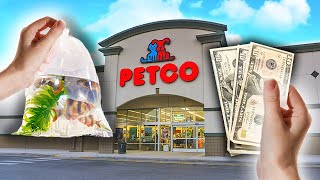 Top 5 Petco Fish I Would Buy [upl. by Ennail46]