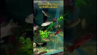 Cichlids Fish tank  Cichlids Fish  aquariumfish petfish aquarium love goldfish pet Cichlid [upl. by Ahset]