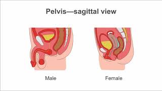 Identifying ascites on ultrasound [upl. by Eolande]